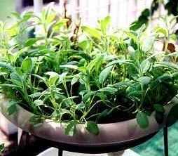 �C���[�W�C���X�g