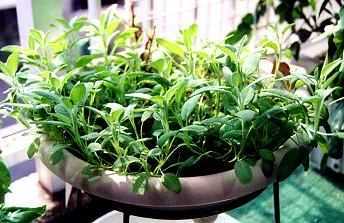 �n�[�u�̎ʐ^