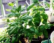 �n�[�u�̎ʐ^