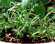 �n�[�u�̎ʐ^