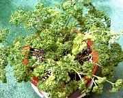 �n�[�u�̎ʐ^