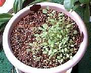 �����̎ʐ^