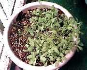 �����̎ʐ^