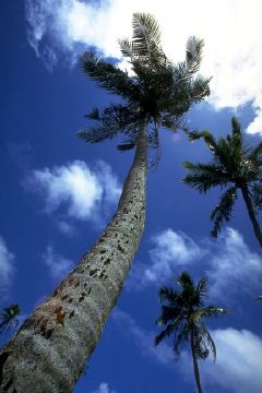 �C���[�W�C���X�g