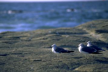 �C���[�W�C���X�g